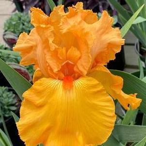 Iris germanica Savannah Sunset