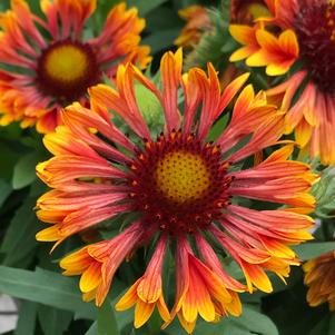 Gaillardia aristata 'Spintop Mariachi Copper Sun'