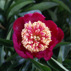 Peony 'Nippon Beauty'