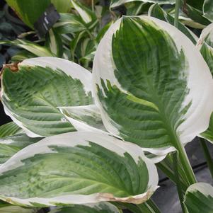 Hosta 'Blazing Saddles'