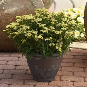 Achillea millefolium 'Milly Rock™ Yellow'