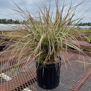 Pennisetum setaceum 'Cherry Sparkler'