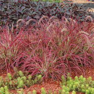 Pennisetum setaceum 'Fireworks'