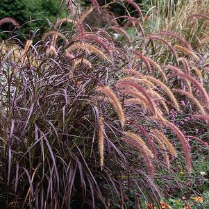 Pennisetum setaceum 'Rubrum'