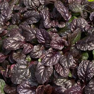 Ajuga 'Feathered Friends™ Fierce Falcon'