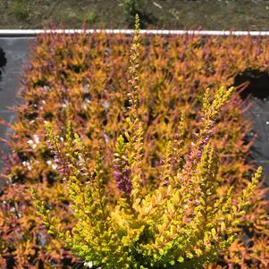 Heather 'Calluna vulgaris 'Firefly''