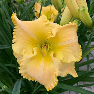 Hemerocallis St. Catherine's Island