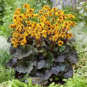 Ligularia dentata 'Pandora'