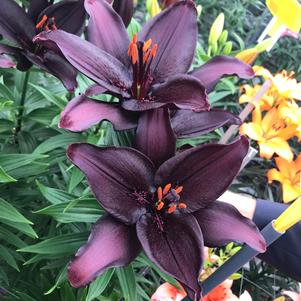 Lilium - Asiatic Lily 'Secret Kiss'