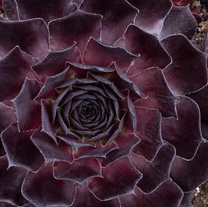 Sempervivum 'SuperSemp® Onyx'