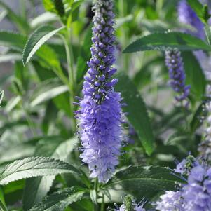 Veronica longifolia 'Vernique® Shining Sea'