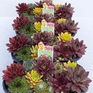 Sempervivum Chick Charms® '11