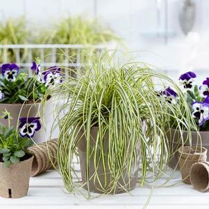 Carex oshimensis 'EverColor® Everoro'