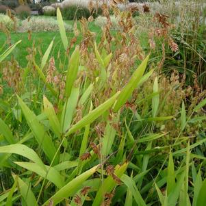 Chasmanthium latifolium
