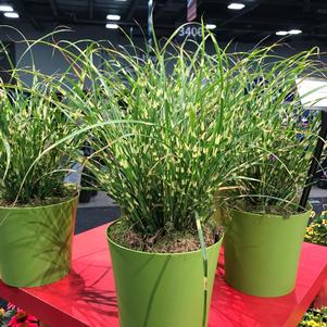 Miscanthus sinensis 'Bandwidth'