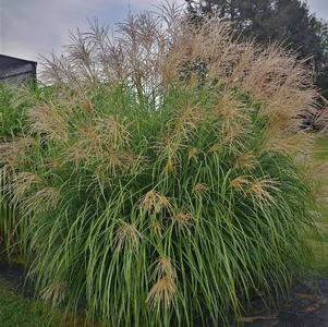 Miscanthus sinensis 'Fat Cat'