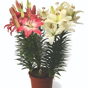 Lilium - Asiatic Pot Lily Looks™ Bloom Fusion Flamingo