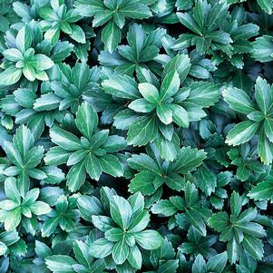 Pachysandra terminalis