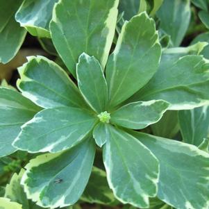 Pachysandra terminalis 'Silver Edge'