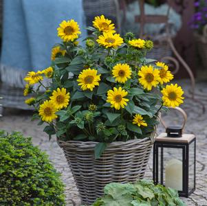 Helianthus decapetalus 'Suncatcher'