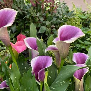 Calla 'Airbrush™'