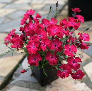 Dianthus gratianopolitanus 'Vivid™ Cherry Charm'