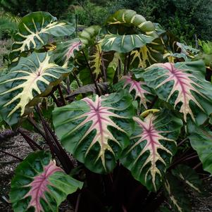 Elephant Ears - Colocasia 'Royal Hawaiian® Waikiki'