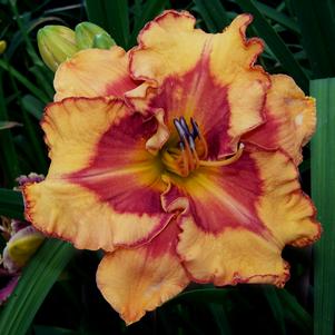 Hemerocallis Pointed Perfection