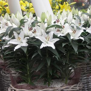 Lilium - Oriental Pot Lily Looks™ Sunny Bahamas