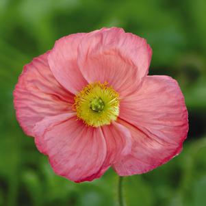 Papaver nudicaule 'Champagne Bubbles Pink'