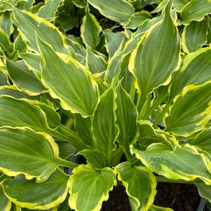 Hosta 'Tea at Betty's'