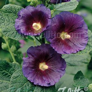 Alcea rosea Blacknight - 1 Gallon