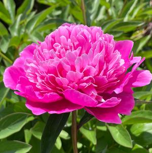 Peony 'Pink Pompadour'