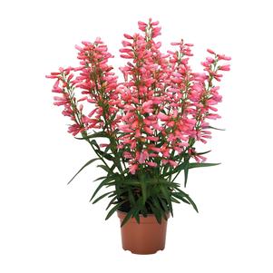 Nova™ Flame Mukgenia Perennial - All Year Color - 4 Pot 