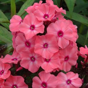 Phlox Medium Garden paniculata Sweet Summer™ Dream Orange Rose