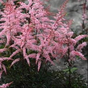 Astilbe simplicifolia 'Pretty in Pink'