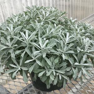 Artemisia 'GardenGhost™'