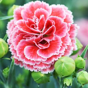 Dianthus 'Scent First® Coral Reef'