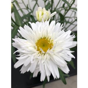 Leucanthemum maximum 'Sweet Daisy® Rebecca'
