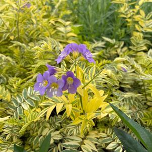 Polemonium pulcherrimum Golden Feathers