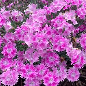 Dianthus 'EverBloom™ Watermelon Ice'