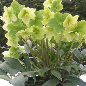 Helleborus Winter Magic™ Snow Love