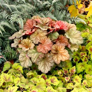 Heuchera 'Changeling'