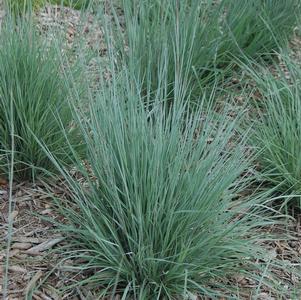 Schizachyrium scoparium