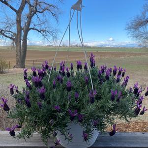 Lavandula stoechas 'Purple Rain'