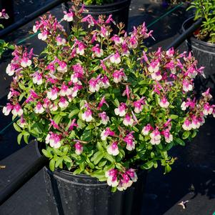 Salvia greggii 'Mirage™ Rose Bicolor'