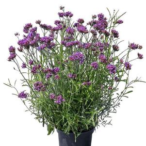 Verbena bonariensis 'Vanity'