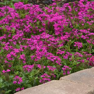 Verbena canadensis 'Homestead Hot Pink'