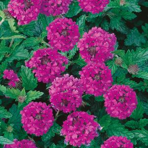 Verbena canadensis 'Homestead Purple'