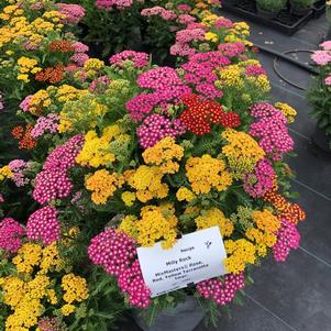 Achillea millefolium 'Milly Rock™ Trio'